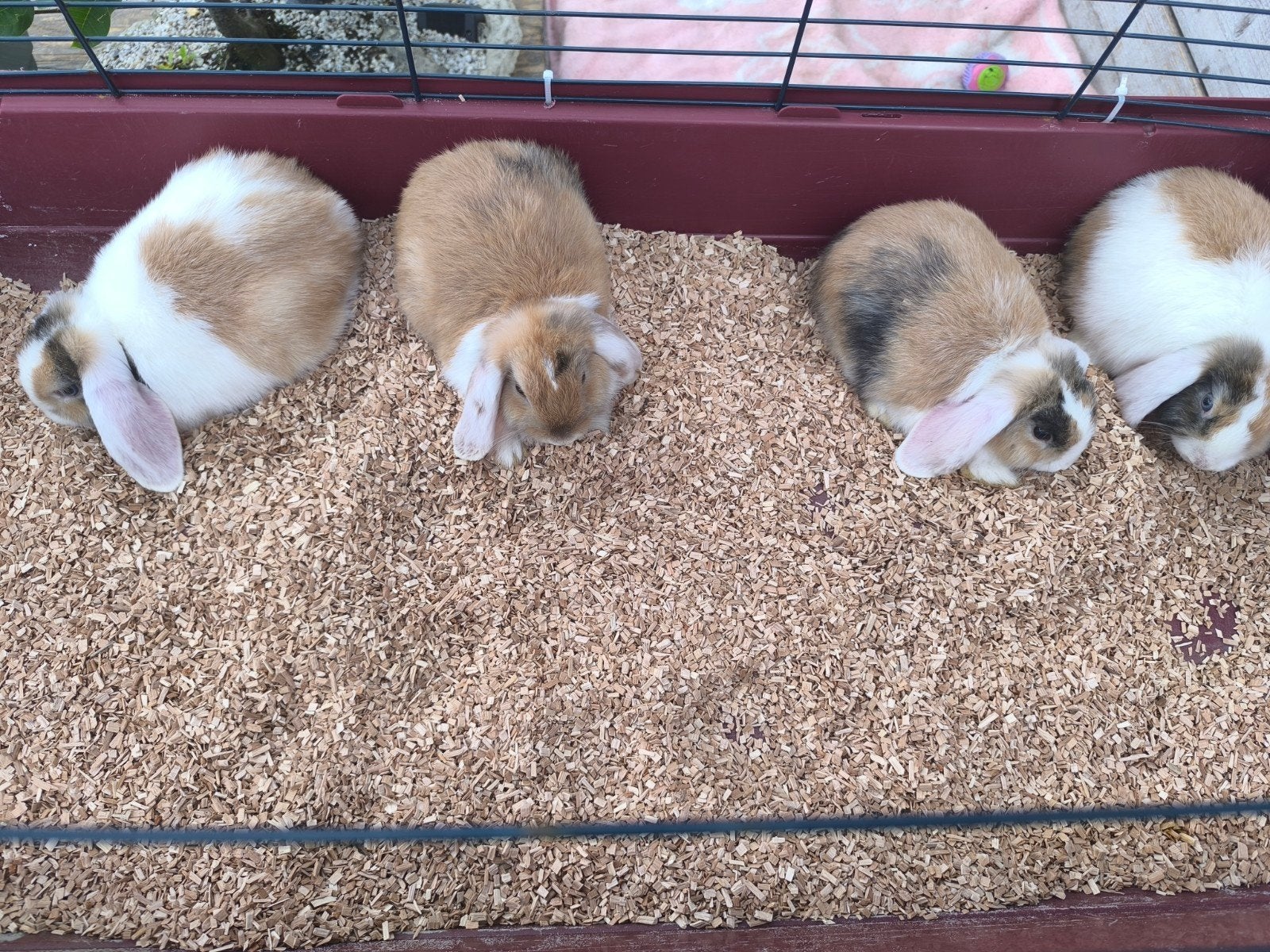 Nederlandse dwerghangoor konijntjes minilop, Dieren en Toebehoren, Konijnen, Meerdere dieren