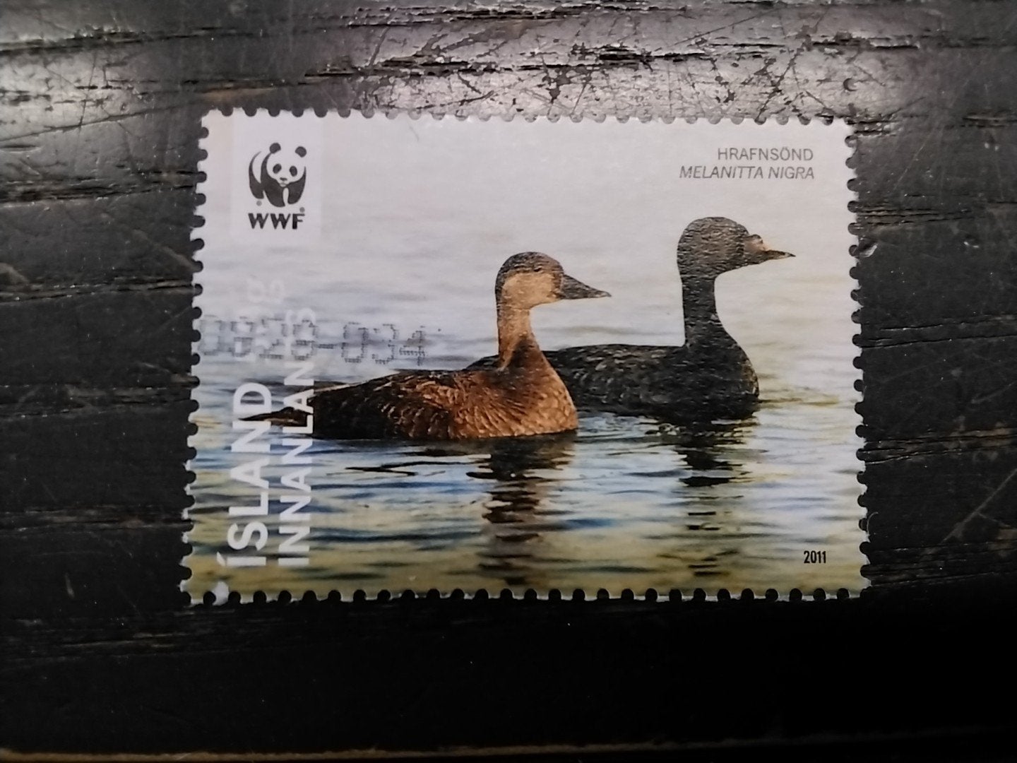 26306 IJsland vogeltjes eenden  2011 gestempeld, Postzegels en Munten, Ophalen of Verzenden, IJsland, Gestempeld