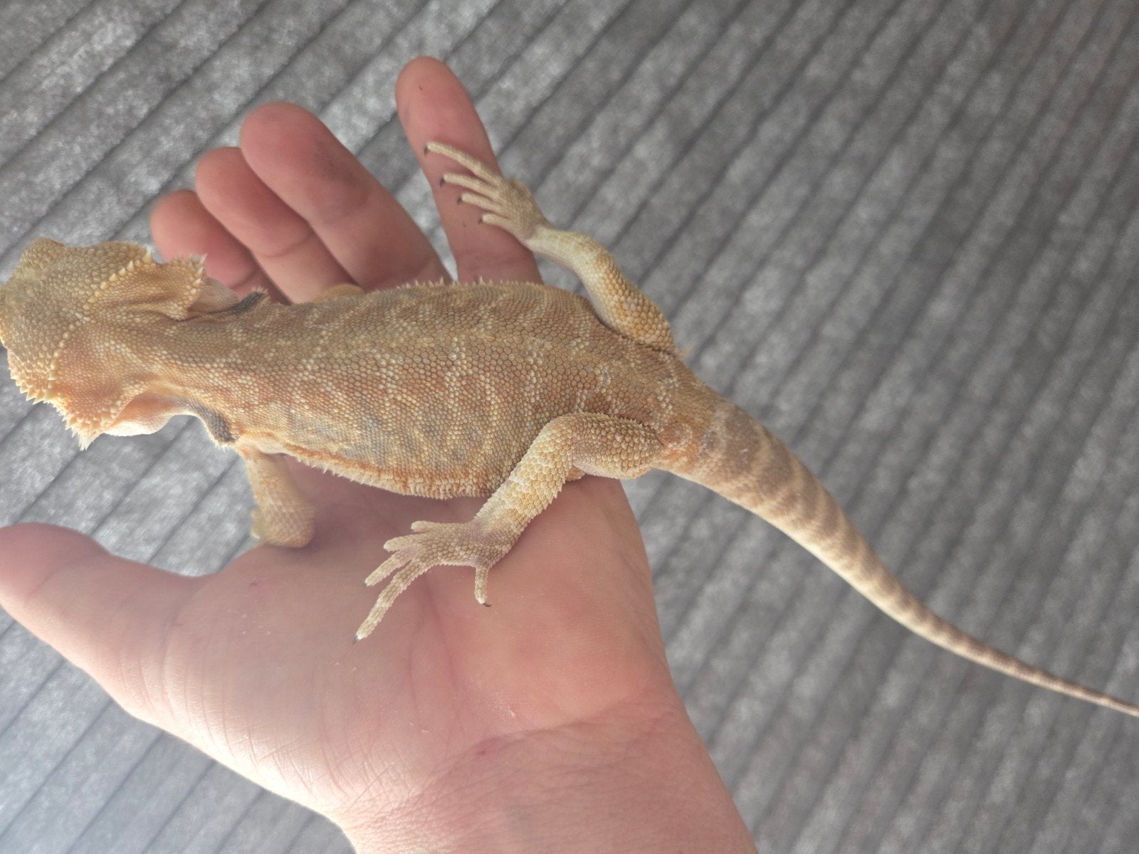 Baardagaam Pogona Vitticeps Citrus/Orange Leatherback Bearded Dragon photo 4