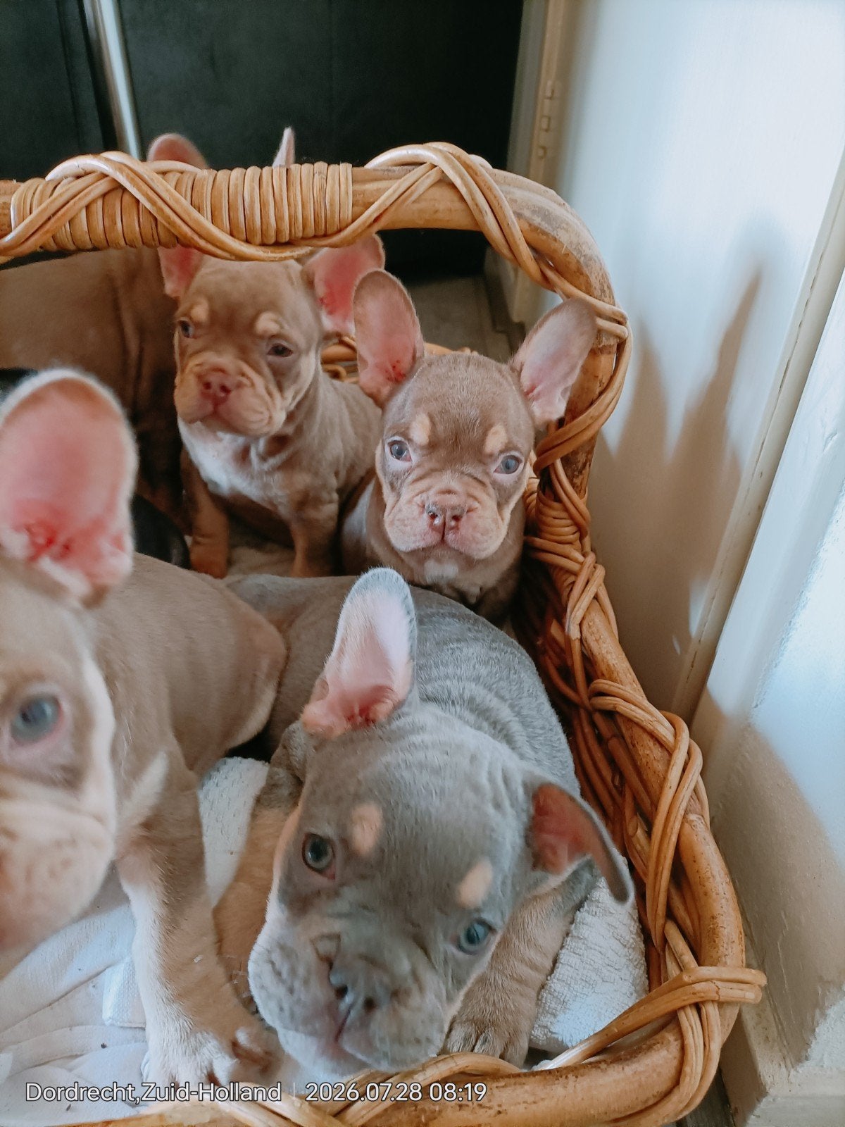 Mooie Franse Bulldog pups Isabelle lijn, 8 tot 15 weken, Bulldog, Meerdere, Meerdere dieren