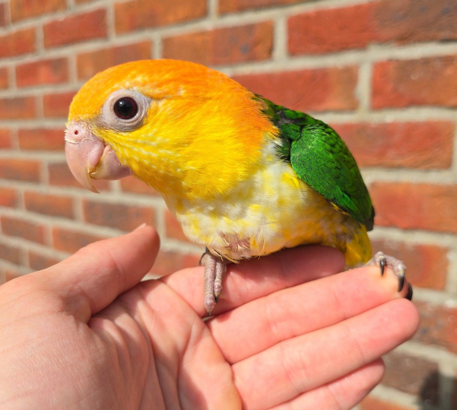 Super tamme jonge Roestkop Caique, Dieren en Toebehoren, Mannelijk, Papegaai, Geringd