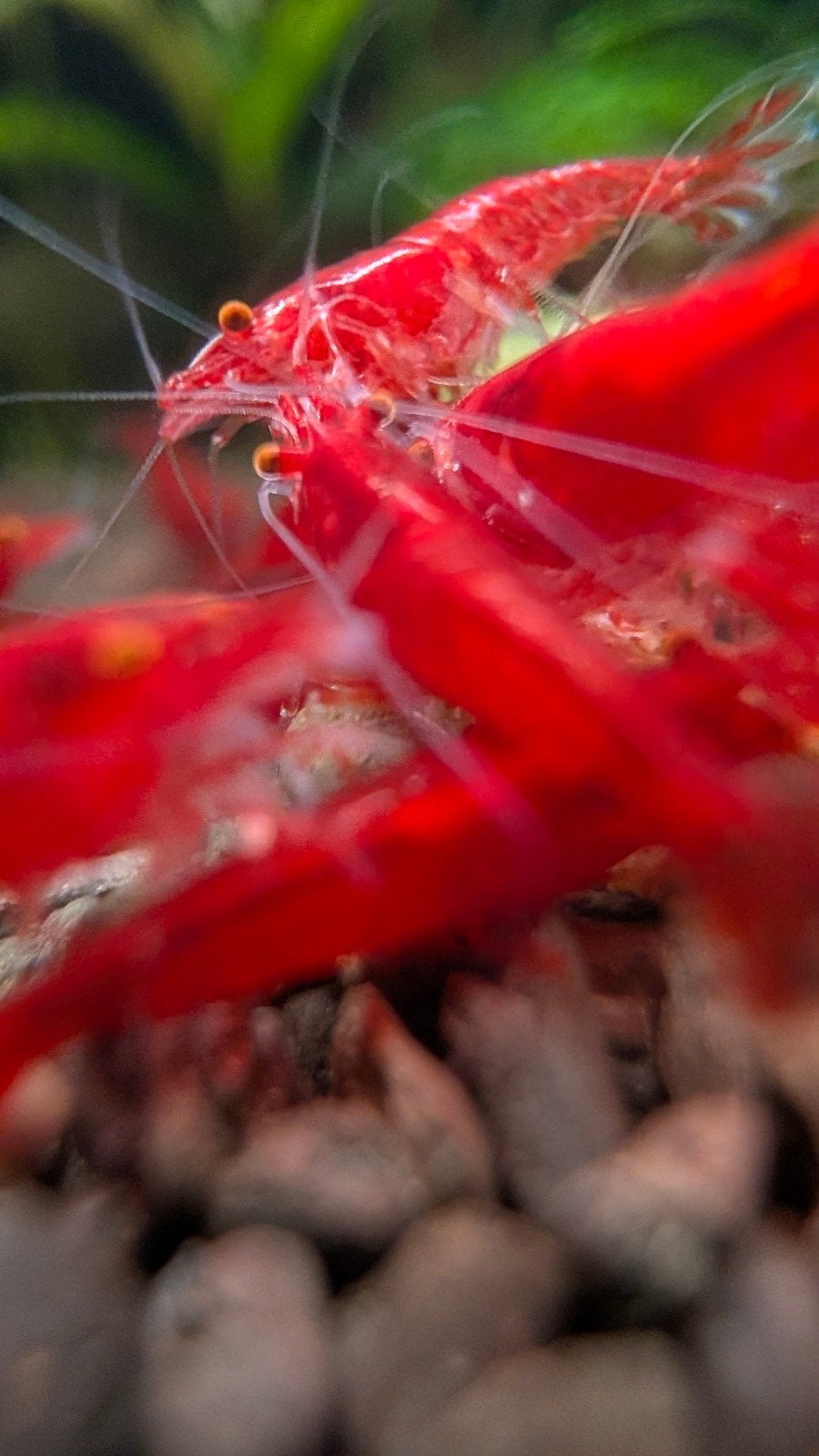 Neocaridina Bloody Mary OE (orange eyes), Kreeft, Krab of Garnaal