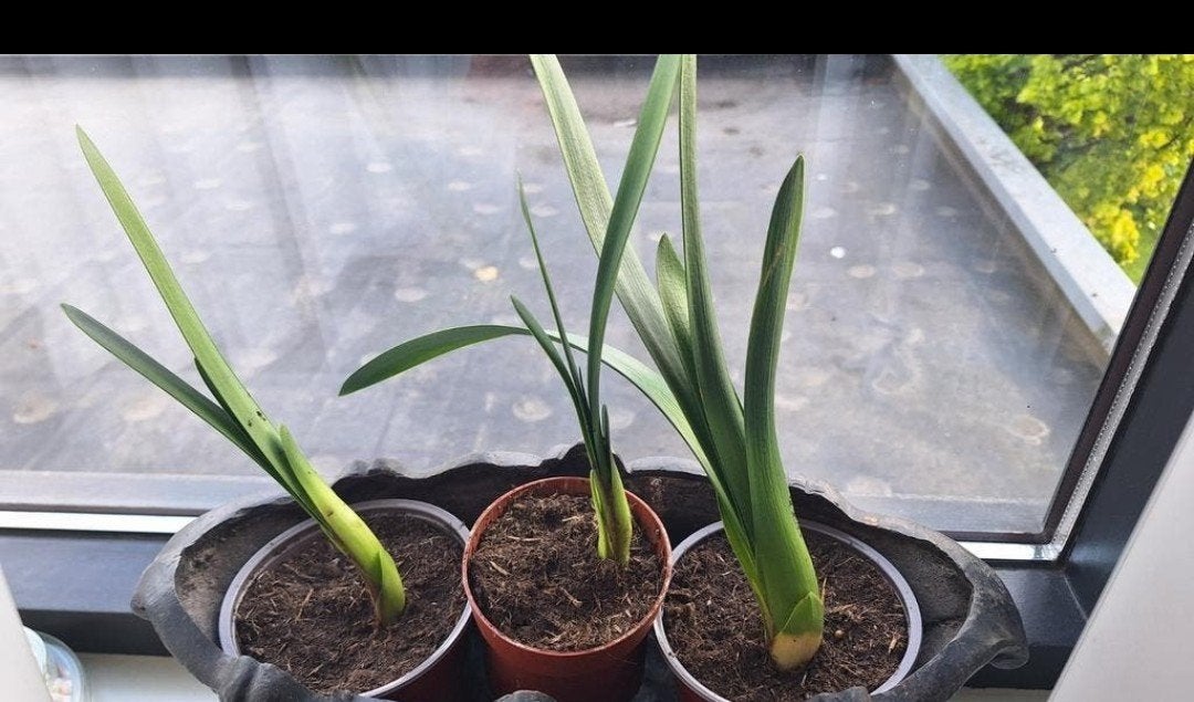 Clivia stekken in pot - 5 euro per stuk, Ophalen