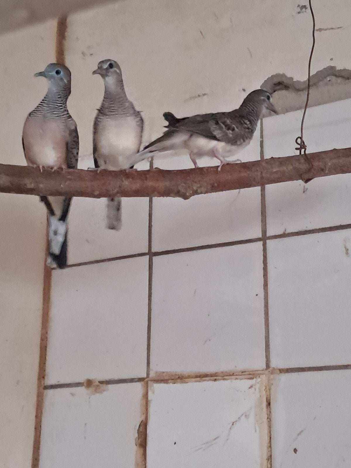 Vredesduif, Meerdere dieren