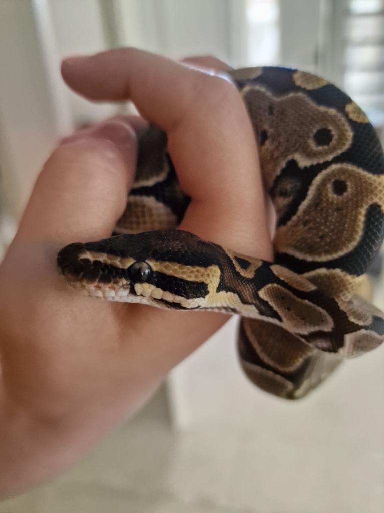 Leuke, tamme koningspython vrouwtje Ball Python - female for sale from L.A.