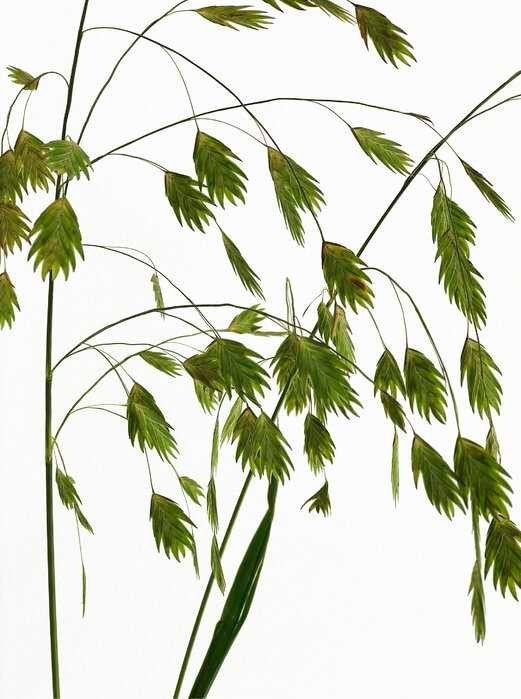 Plataargras zaden, "Visjesgras", Chasmanthium latifolium, Verzenden, Overige soorten, Volle zon