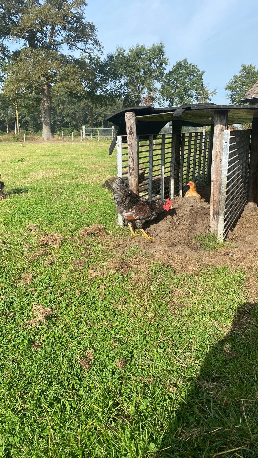 Mooie haan barnevelder blauw gezoomd, Mannelijk, Kip