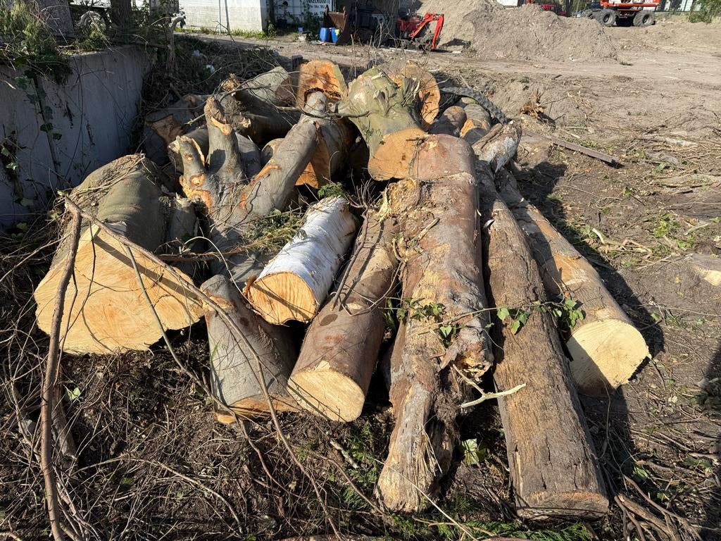 Diverse boomstammen om haard of brandhout van te zagen, 6 m³ of meer, Ophalen, Overige houtsoorten, Stammen