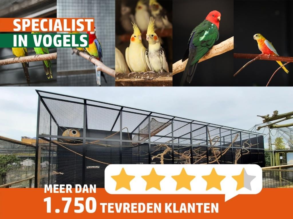 Binzenastrilde l Broedrijpe koppels, Dieren en Toebehoren, Meerdere dieren, Tropenvogel