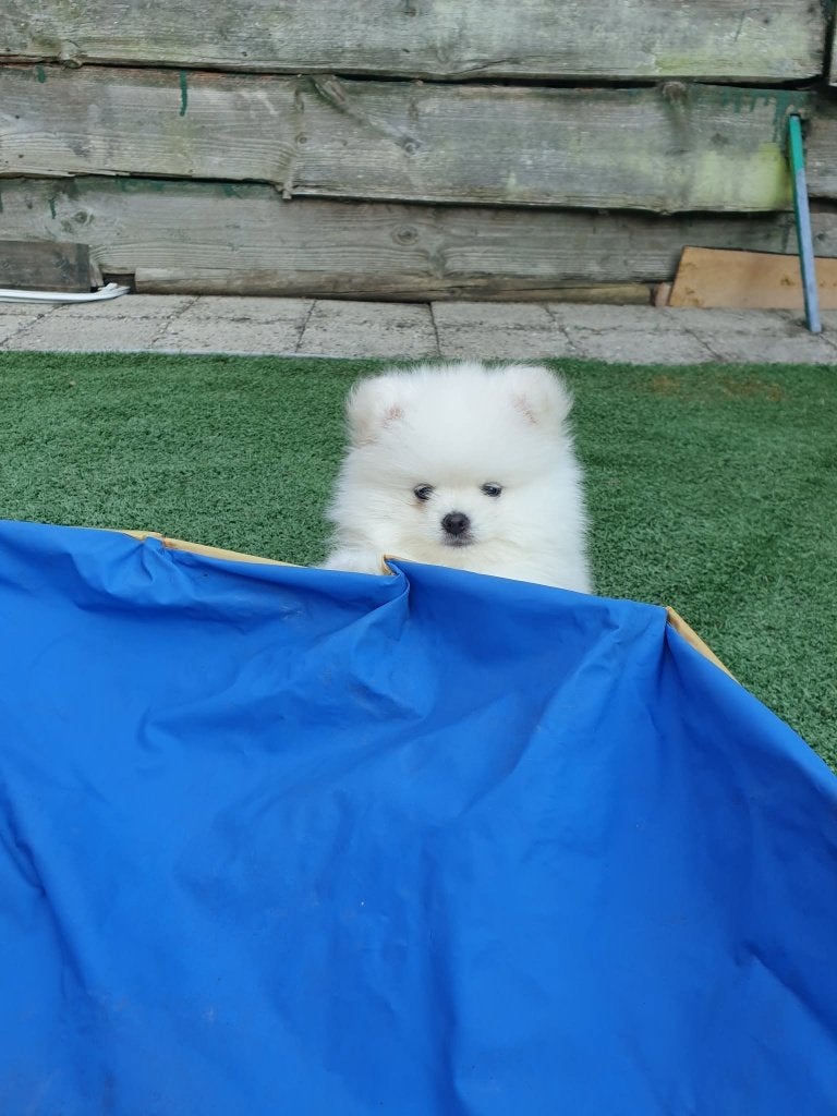 3 hele mooie  pomeriaan reutjes  pups., Parvo, Keeshond, 8 tot 15 weken, Meerdere