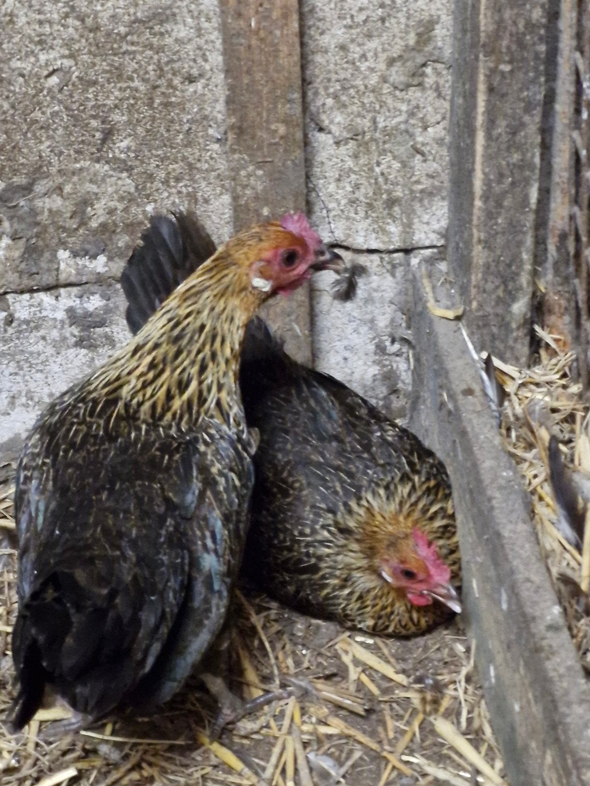 Krieltjes, Dieren en Toebehoren, Pluimvee, Mannelijk, Kip
