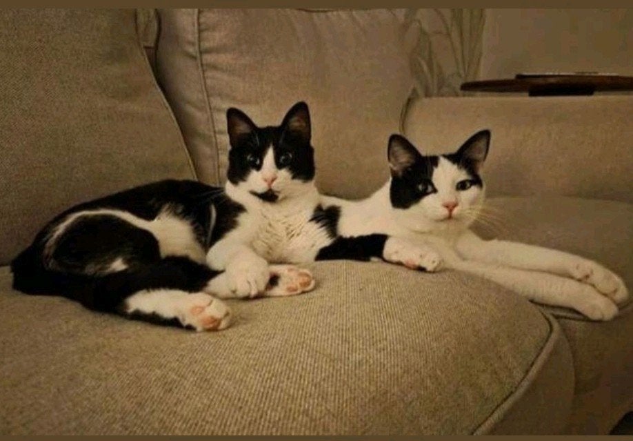 Ter adoptie MISHO  ♂️, Kater, Kortharig, 0 tot 2 jaar