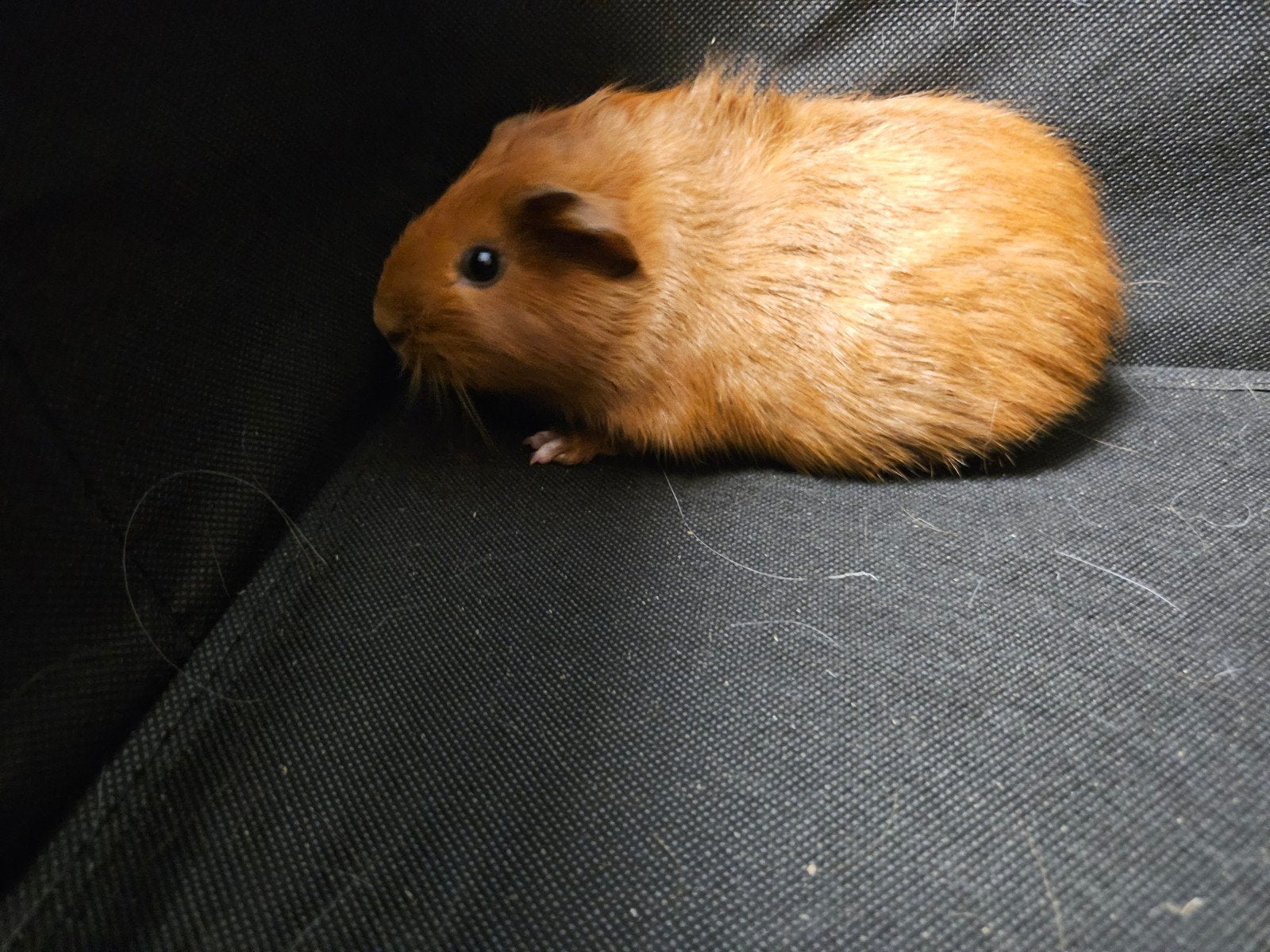 Knap cavia zeugje, Dieren en Toebehoren, Knaagdieren, Cavia, Vrouwelijk, Mei, Tam