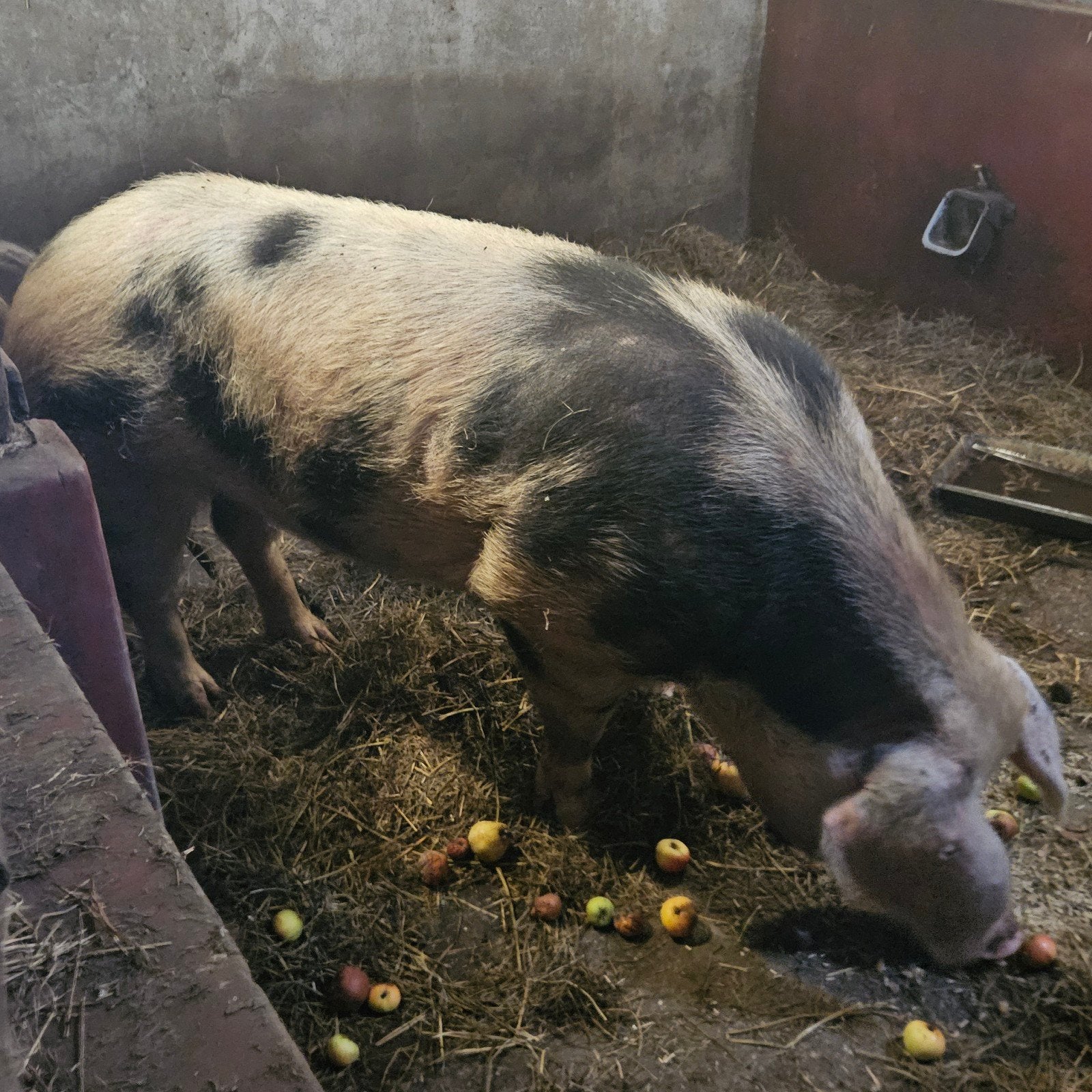 bonte bentheimer dekbeer, Mannelijk, Varken, 0 tot 2 jaar