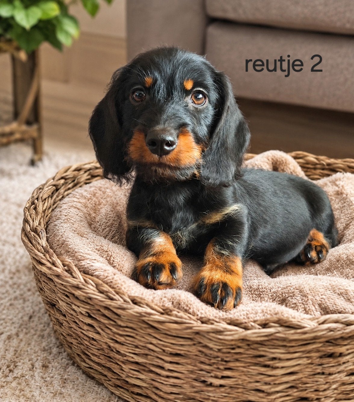 super mooie lieve ruwhaar dwergteckel, Dieren en Toebehoren, Parvo, Reu, 8 tot 15 weken, Dwerg