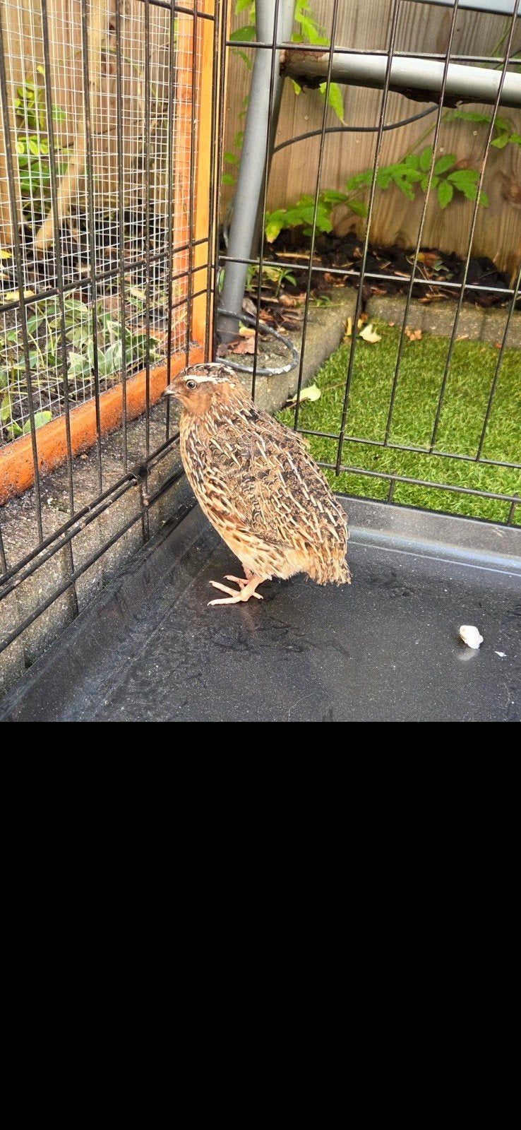 Japanse kwartel haan, Dieren en Toebehoren, Vogels | Overige Vogels