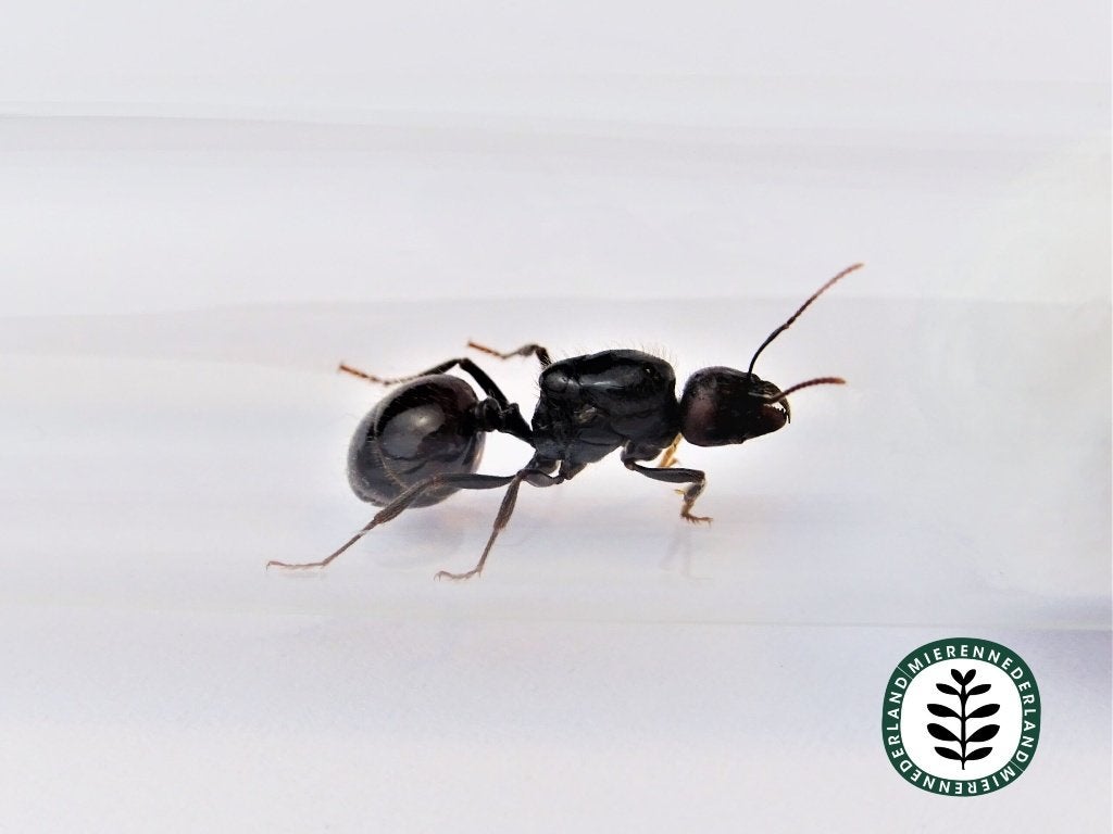 Messor barbarus | Oogstmier | Koningin | Queen
