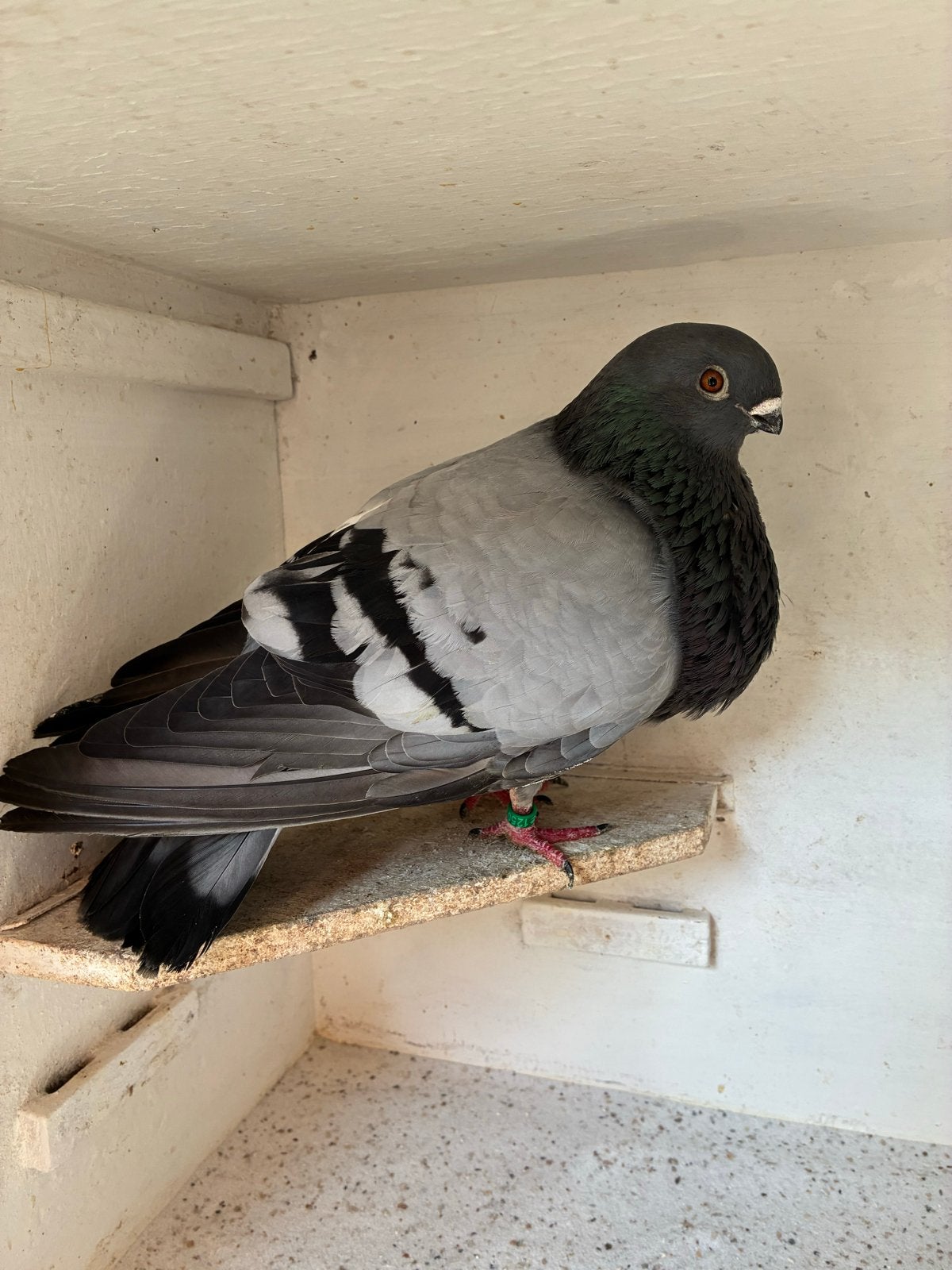 Valenciana Roeks duivin, Dieren en Toebehoren, Vrouwelijk, Kropper