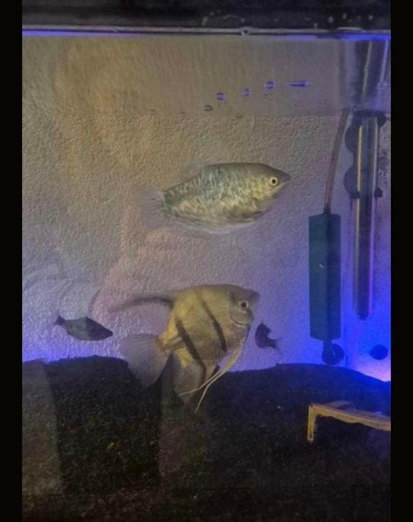 Aquarium met vissen en toebehoren, Ophalen of Verzenden, Gevuld zoetwateraquarium