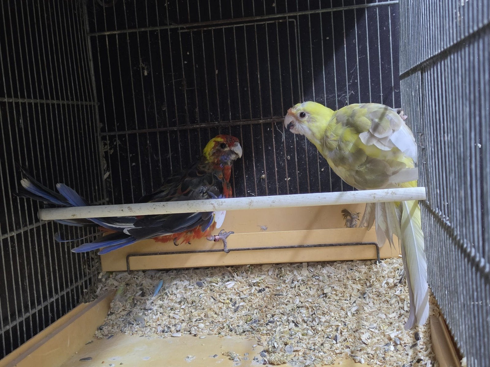 mooi koppel penant, Meerdere dieren