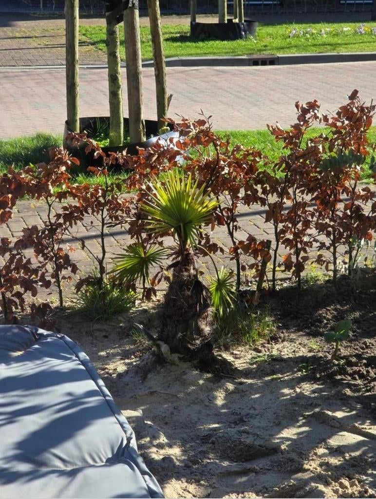 Kleine palmboom, Volle zon, Vaste plant, Bloeit niet, Ophalen