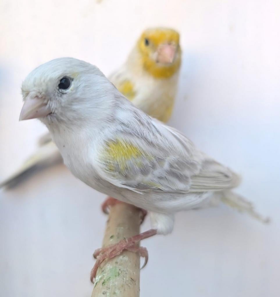 Mooi koppel  Agaat opaal mozaïek, Dieren en Toebehoren, Vogels | Kanaries, Meerdere dieren, Kleurkanarie