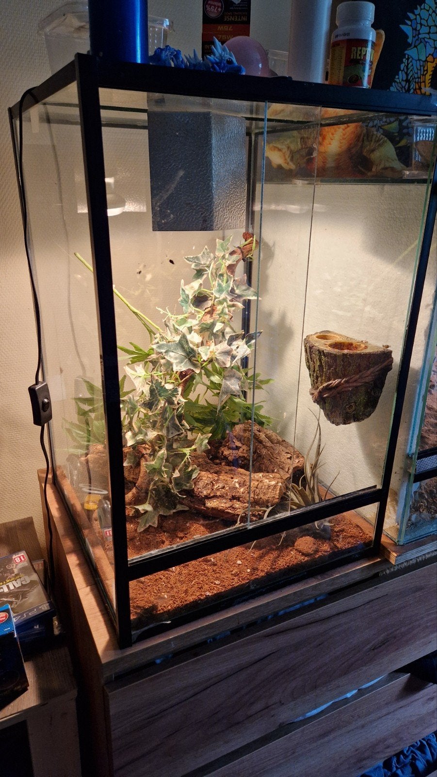 terrarium te koop met wimpergekko Crested Gecko - unknown for sale from Miranda Boks