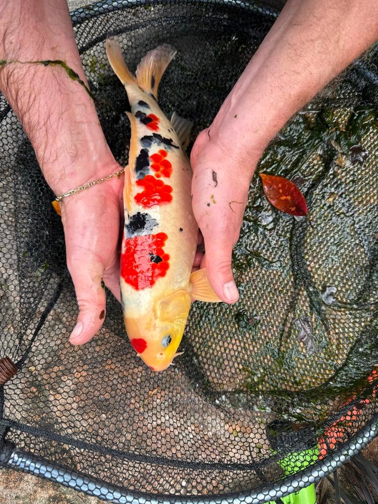 Koi karper 35-40cm, Karper of Koi