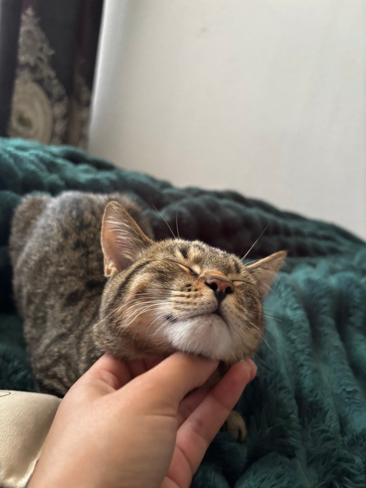 Brits korthaar x europees x maine coon, Dieren en Toebehoren, Kater, Kortharig, 0 tot 2 jaar