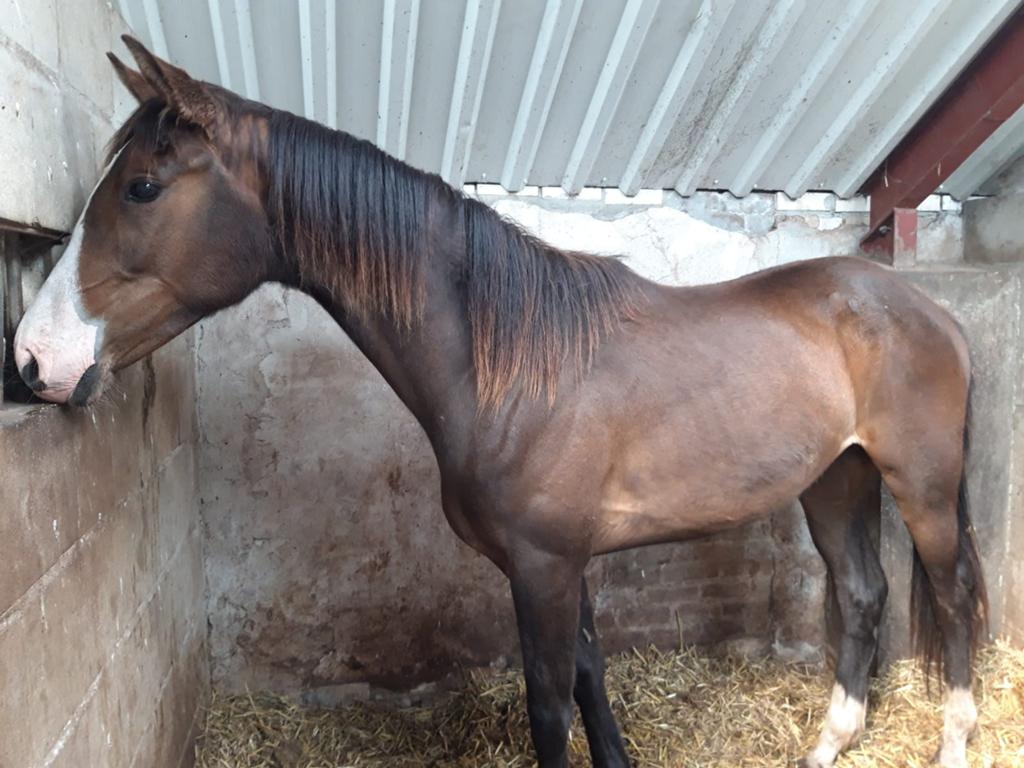 Dressuurpaarden, Dieren en Toebehoren, Paarden, Meerdere dieren, Dressuurpaard, Met stamboom, 0 tot 2 jaar