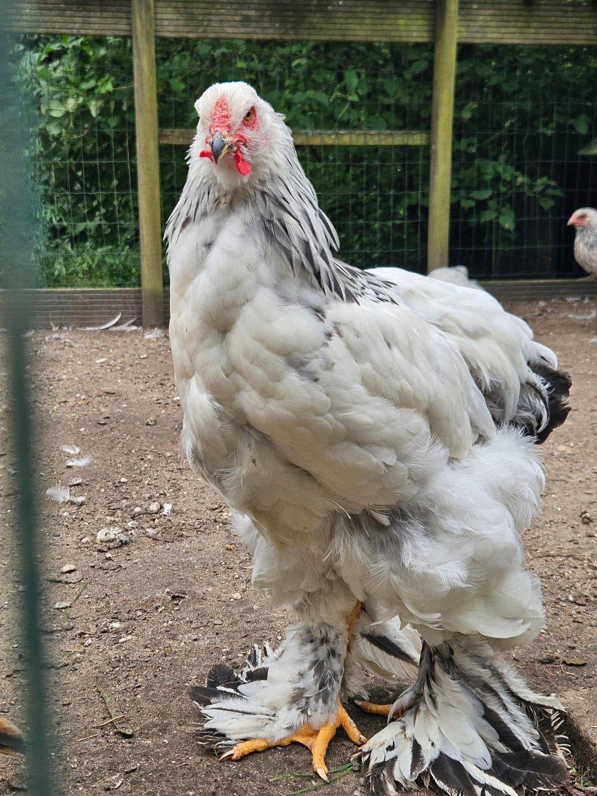 Mooie Brahma Haan Columbia wit/zwart, Dieren en Toebehoren, Pluimvee, Mannelijk, Kip