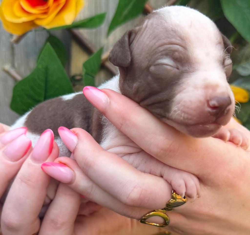 American hairless terrier / naakthond, Parvo, Overige rassen, 8 tot 15 weken, Meerdere