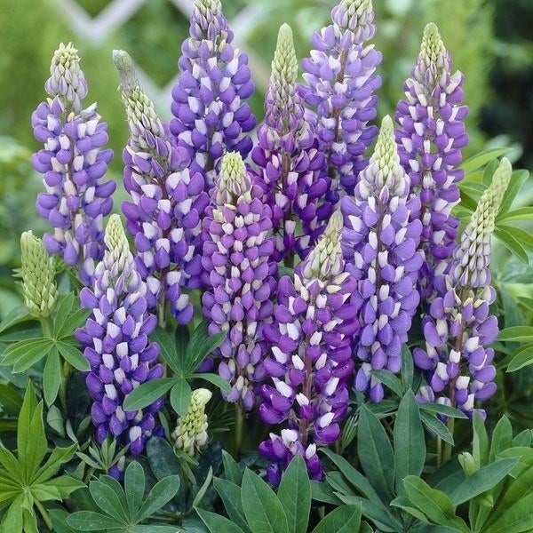 Lupinus Gallery Blue in een P9 pot., Vaste plant, Halfschaduw, Zomer, Ophalen