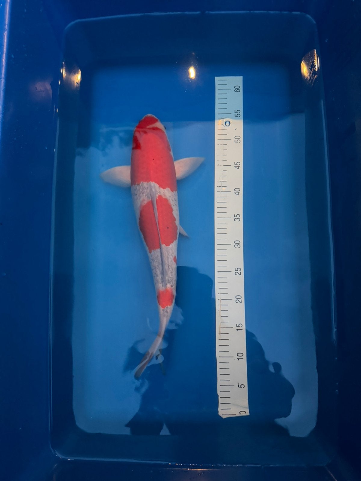 Goshiki koi, Dieren en Toebehoren, Karper of Koi