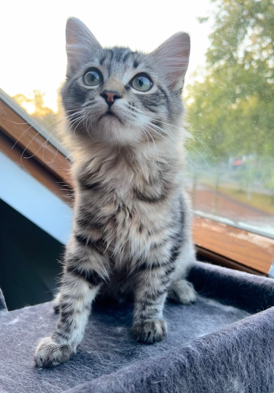 3 bijzondere ragdoll kittens zoeken forever home 🩵🩵🩷, Meerdere dieren, Ontwormd, 0 tot 2 jaar