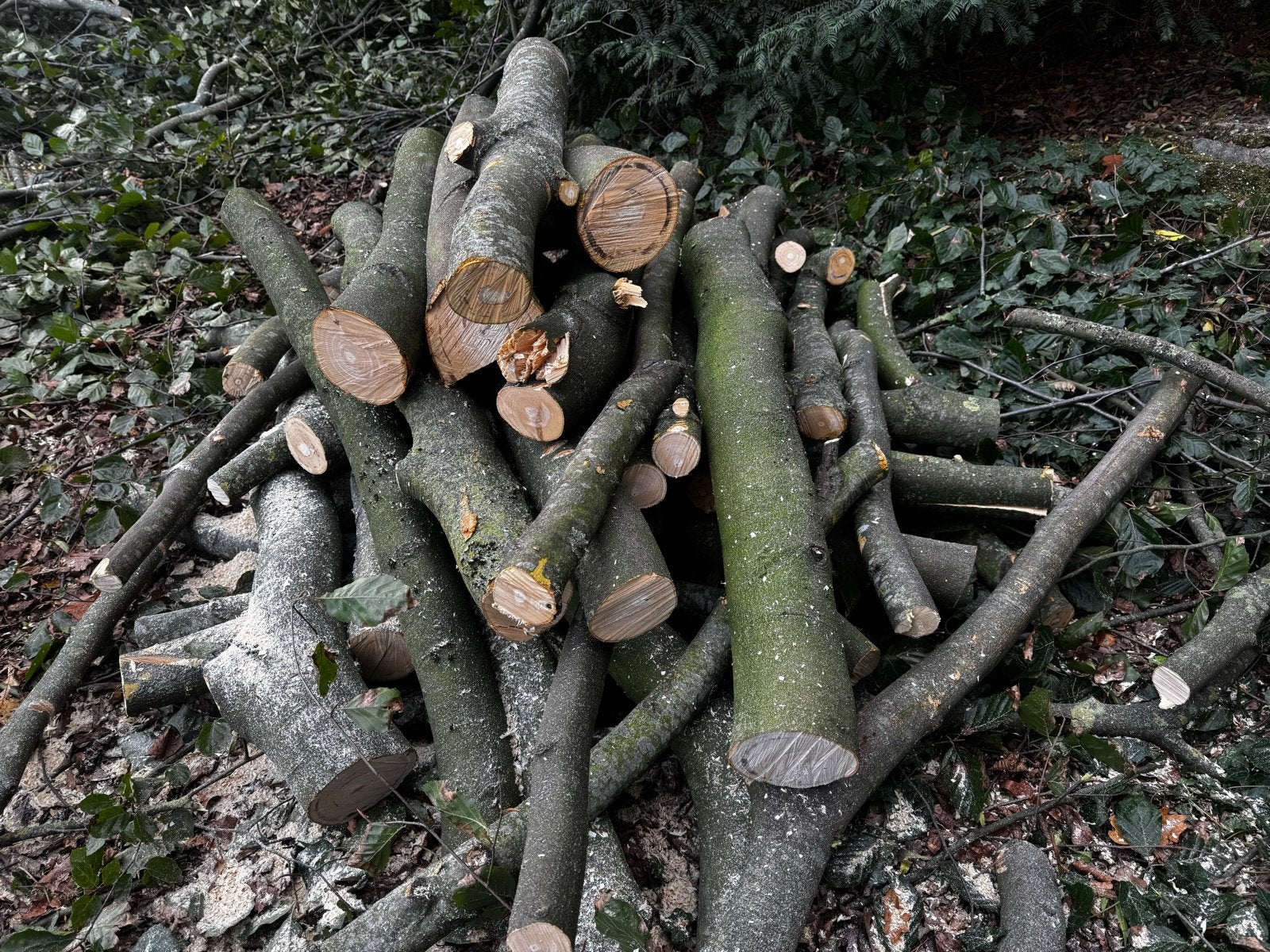 Verse beuken stammen en takken, ideaal voor brandhout, Minder dan 3 m³, Ophalen, Beukenhout, Stammen