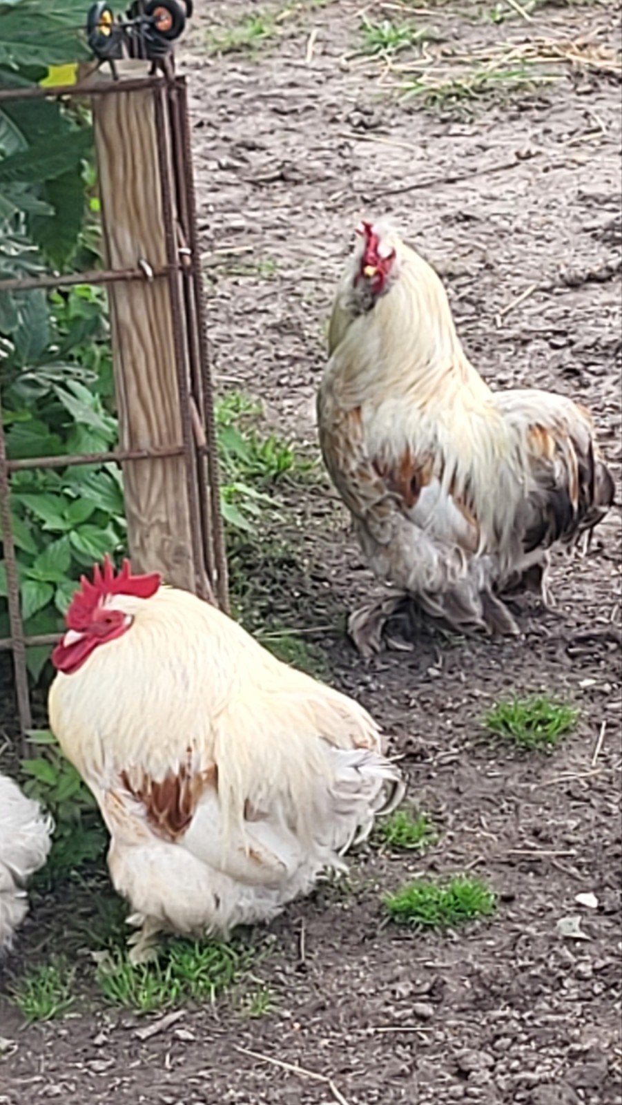 Cochin hanen, Dieren en Toebehoren, Mannelijk, Kip