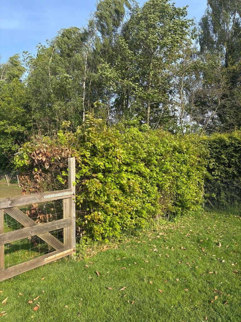 Gratis Beukhaag, Tuin en Terras, Ophalen, Overige soorten, 100 tot 250 cm