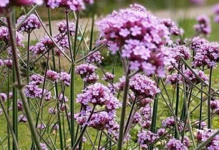 Verbena Bonariensis - Prachtige Vlinderlokker in P9 Pot, Tuin en Terras, Planten | Tuinplanten, Volle zon, Vaste plant, Zomer
