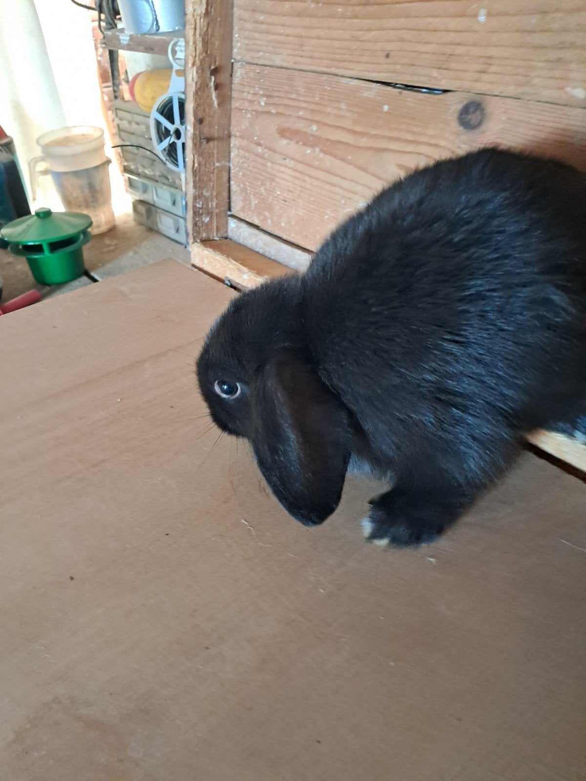 Jonge dwerghangoorkonijntjes, Dieren en Toebehoren, Konijnen, Meerdere dieren, Klein, Hangoor
