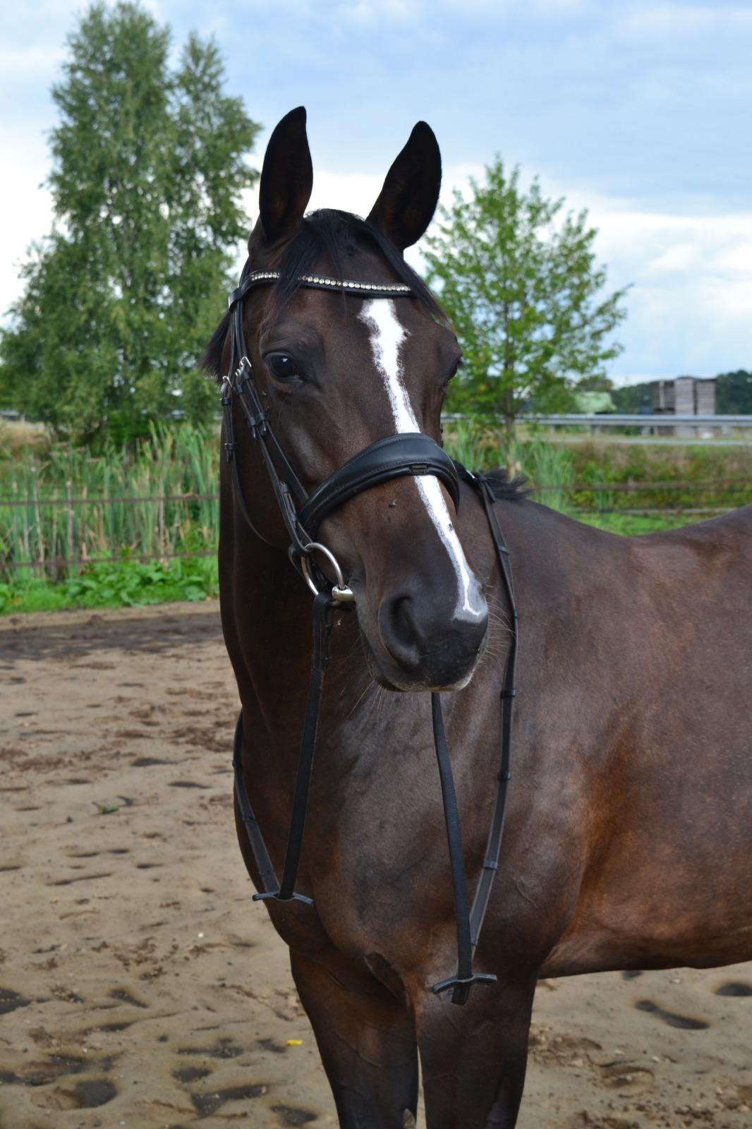 Lieve, ontzettend brave recreatie merrie – 9 jaar, Dieren en Toebehoren, Merrie, Minder dan 160 cm, B, Ontwormd