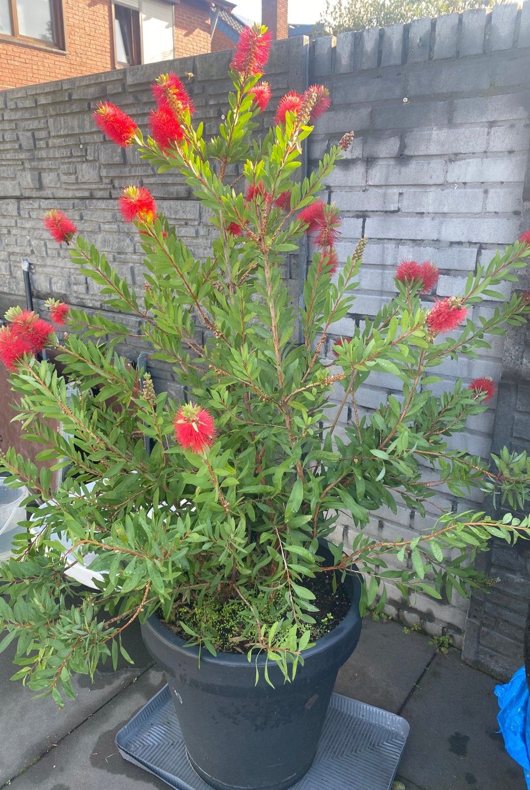 Callistemon laevis, Ophalen, Volle zon, Overige soorten