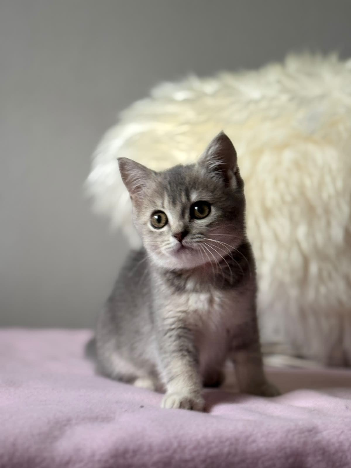 lieve Britse Korthaarkittens uit stamboomlijn, Dieren en Toebehoren, Meerdere dieren, Ontwormd, 0 tot 2 jaar