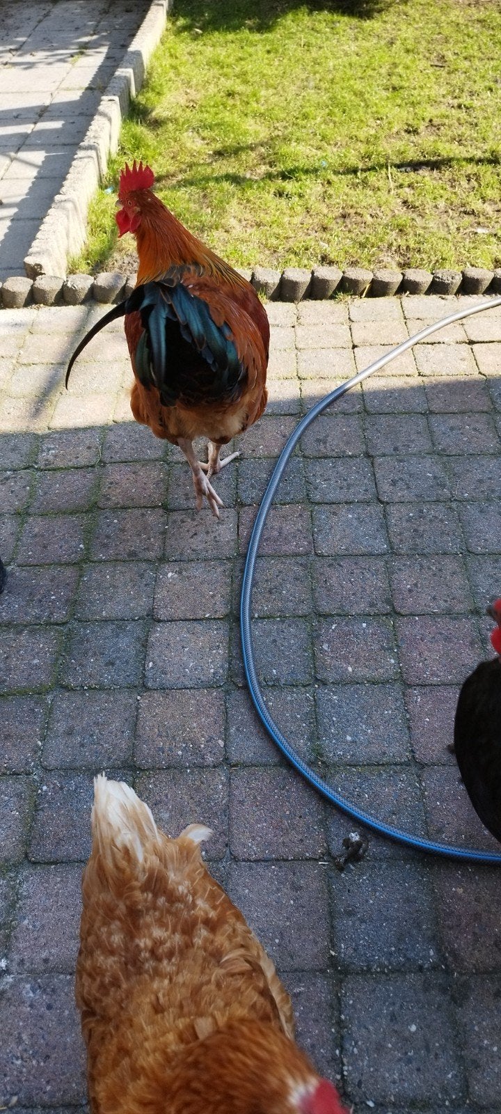 7 kippen en 1 haan, Meerdere dieren, Kip