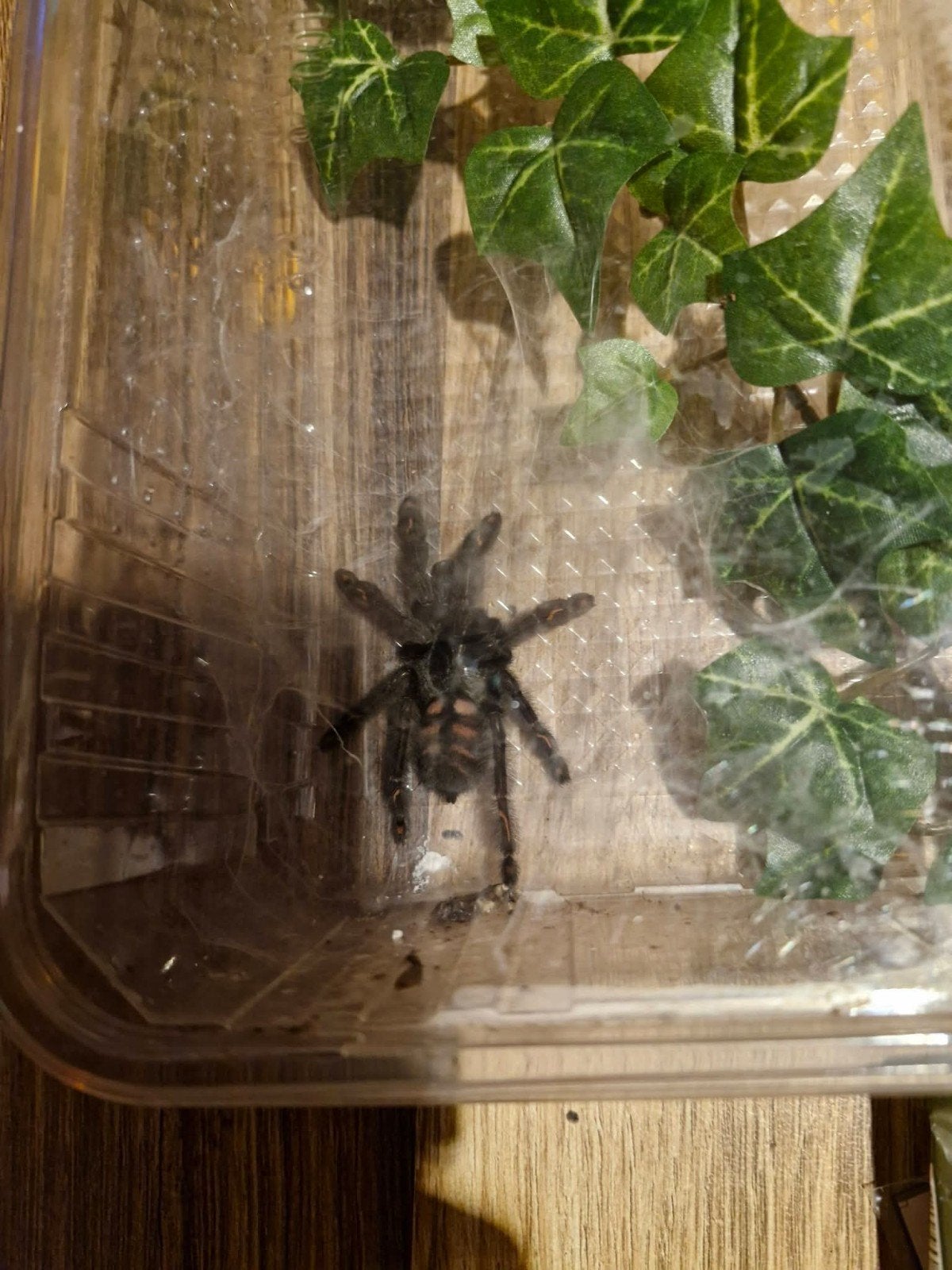 Vogel spin incl. Terrarium, Dieren en Toebehoren, Insecten en Spinnen