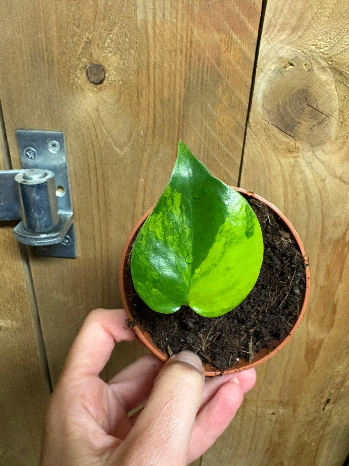 Monstera deliciosa variegata plant large lemon lime, Ophalen of Verzenden, Halfschaduw, Minder dan 100 cm