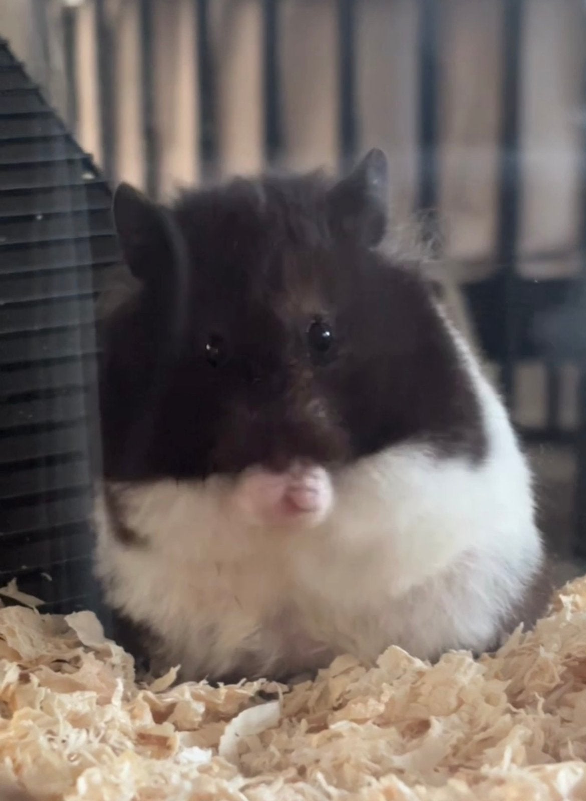 Hele lieve hamster te koop, Oktober, Vrouwelijk, Hamster
