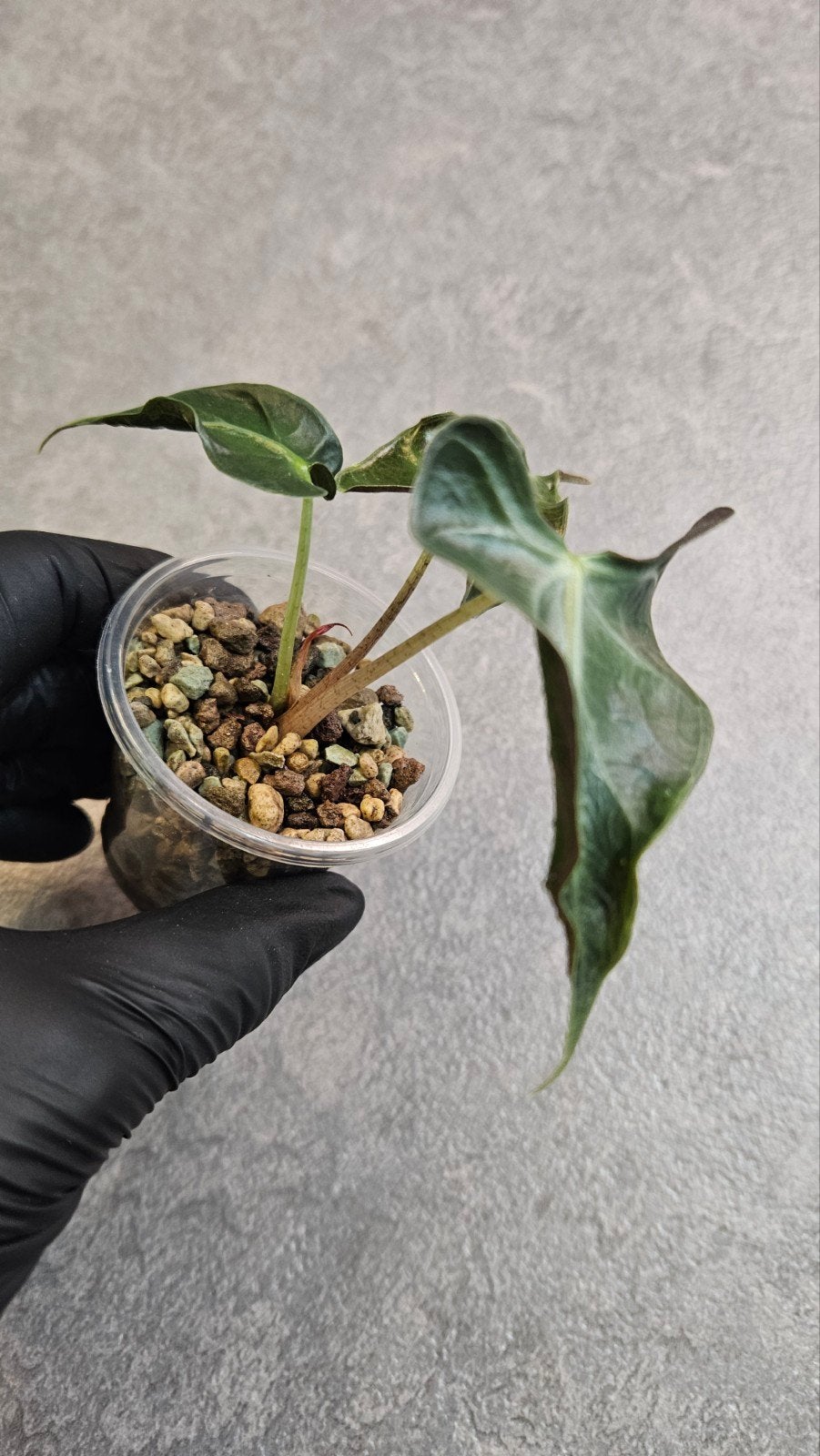Alocasia Loco, Ophalen of Verzenden, Halfschaduw, Minder dan 100 cm