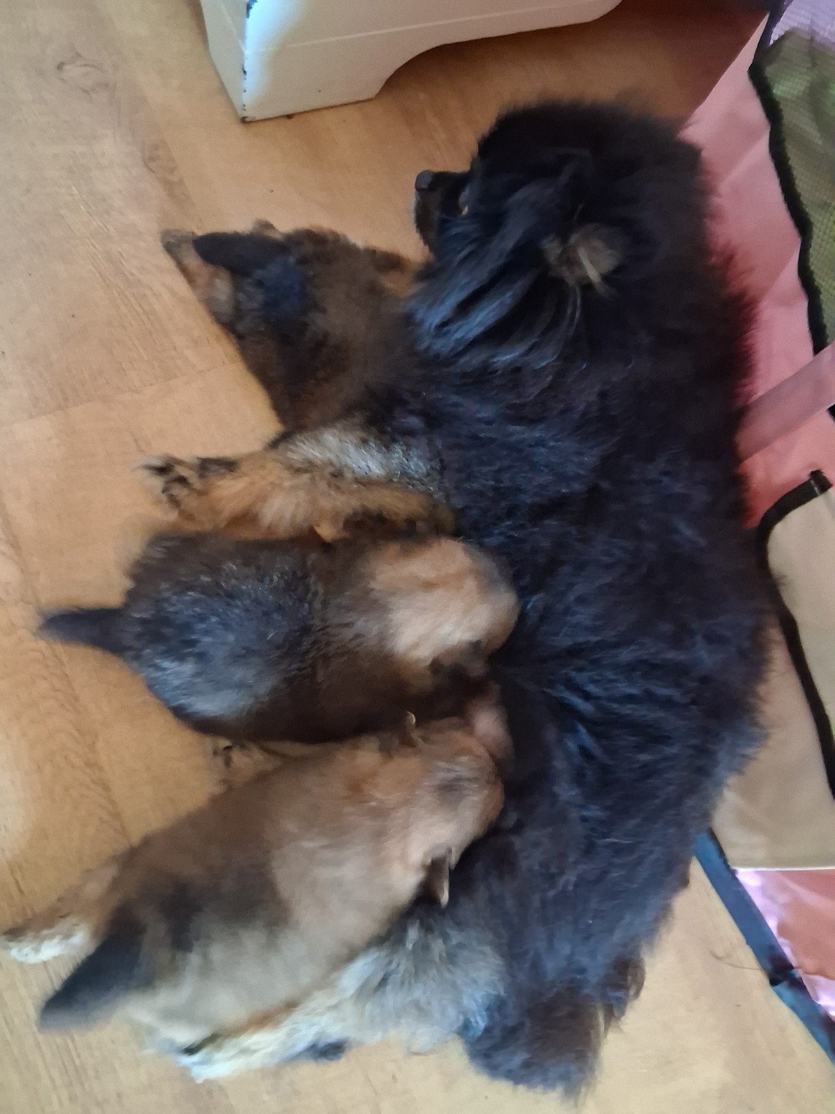 prachtige pups., Dieren en Toebehoren, Keeshond, Reu, Meerdere, Nederland