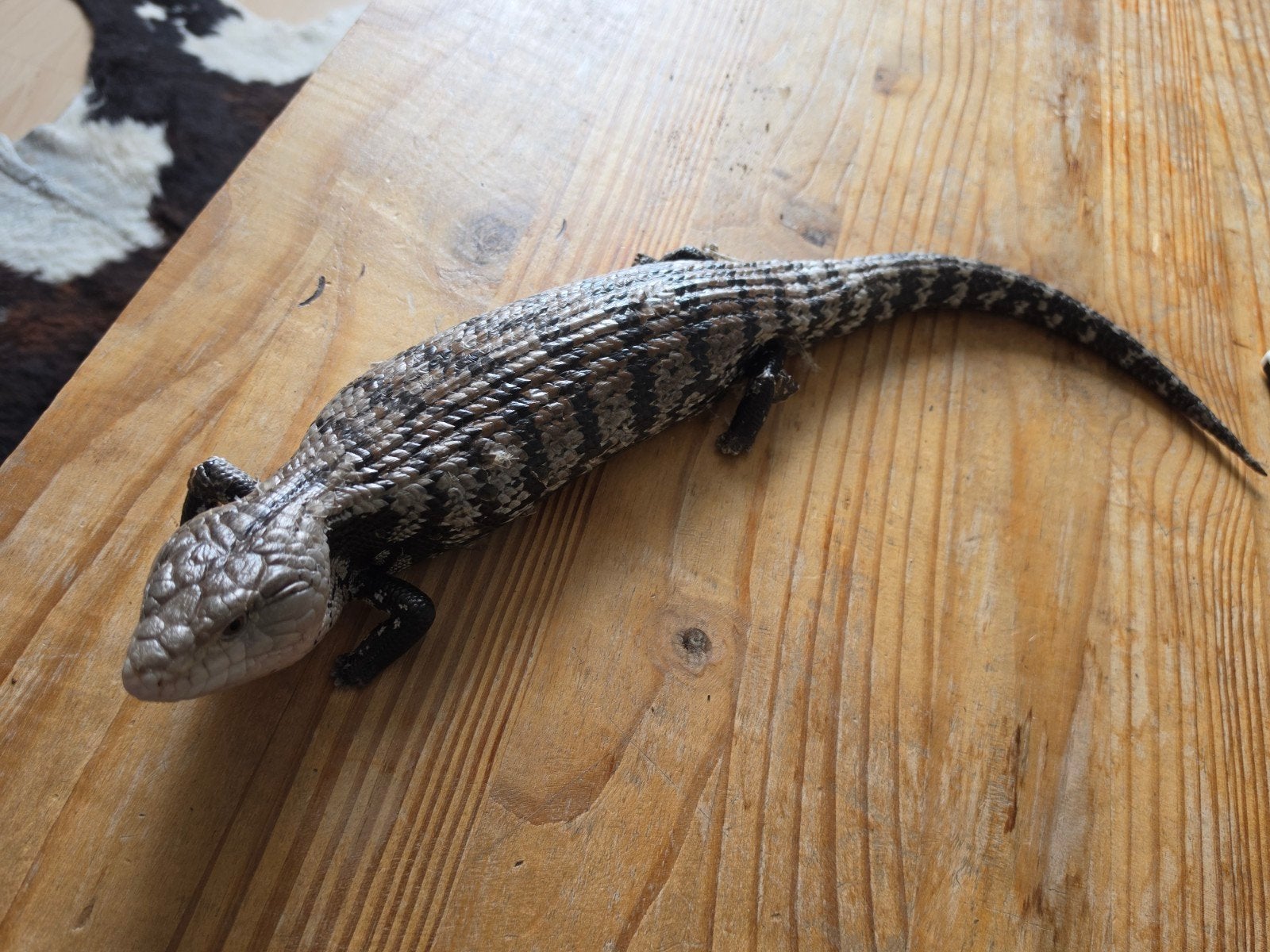 Prachtige blauwtongskink aangeboden wegens emigratie Blue Tongue Skink - female for sale from peters